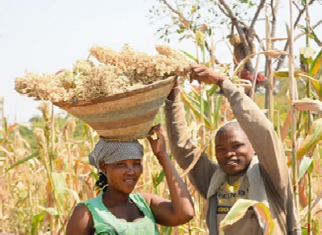 Uso da Quimbala nas actividades agrícolas 